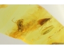 Caddisfly Trichoptera and Spider Araneae. Fossil inclusions in Baltic amber #15295