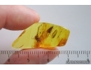 Caddisfly Trichoptera and Spider Araneae. Fossil inclusions in Baltic amber #15295