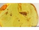 Caddisfly Trichoptera and More. Fossil inclusions in Baltic amber #15296
