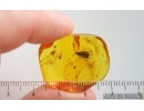 Caddisfly Trichoptera and More. Fossil inclusions in Baltic amber #15296