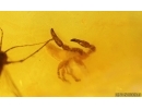 Pseudoscorpion and More. Fossil inclusions Baltic amber stone #15297