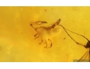 Pseudoscorpion and More. Fossil inclusions Baltic amber stone #15297