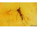 Pseudoscorpion and More. Fossil inclusions Baltic amber stone #15297