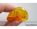 Pseudoscorpion and More. Fossil inclusions Baltic amber stone #15297