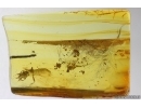 Mammalian hair and Rove beetle Staphylinidae. Fossil inclusions Baltic amber #15298
