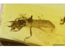 Mammalian hair and Rove beetle Staphylinidae. Fossil inclusions Baltic amber #15298