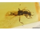Mammalian hair and Rove beetle Staphylinidae. Fossil inclusions Baltic amber #15298