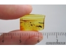 Mammalian hair and Rove beetle Staphylinidae. Fossil inclusions Baltic amber #15298