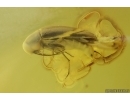 False darkling beetle Melandryidae. Fossil insect in Baltic amber #15300