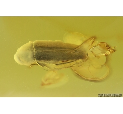 False darkling beetle Melandryidae. Fossil insect in Baltic amber #15300