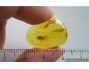 False darkling beetle Melandryidae. Fossil insect in Baltic amber #15300