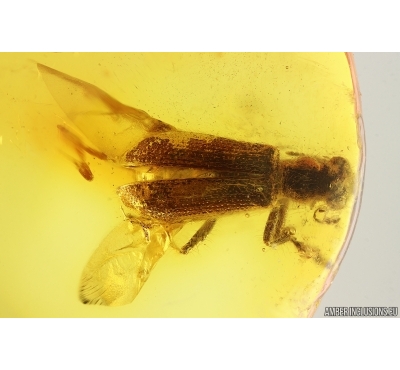 Checkered beetle Cleridae. Fossil insect in Baltic amber #15301