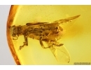 Checkered beetle Cleridae. Fossil insect in Baltic amber #15301