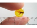 Checkered beetle Cleridae. Fossil insect in Baltic amber #15301
