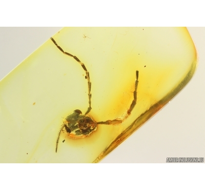 Probably Ground Beetle Carabidae Head. Fossil insect Ukrainian Rovno amber #15304R