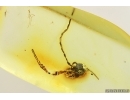 Probably Ground Beetle Carabidae Head. Fossil insect Ukrainian Rovno amber #15304R
