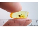 Probably Ground Beetle Carabidae Head. Fossil insect Ukrainian Rovno amber #15304R