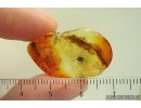 Beetle Coleoptera. Fossil insect Ukrainian Rovno amber #15306R