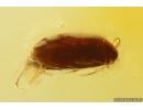 False Flower Beetle Scraptiidae and Ant. Fossil insects Ukrainian Rovno amber #15307R