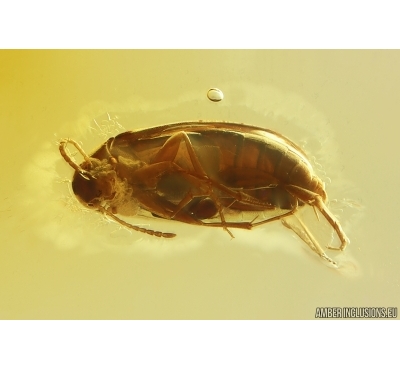 False Flower Beetle Scraptiidae and Ant. Fossil insects Ukrainian Rovno amber #15307R