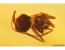 False Flower Beetle Scraptiidae and Ant. Fossil insects Ukrainian Rovno amber #15307R