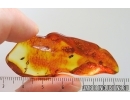 False Flower Beetle Scraptiidae and Ant. Fossil insects Ukrainian Rovno amber #15307R