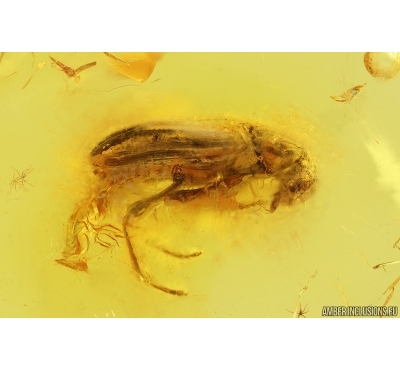 False Flower Beetle Scraptiidae. Fossil insect in Baltic amber #15309