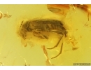 False Flower Beetle Scraptiidae. Fossil insect in Baltic amber #15309