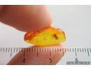 False Flower Beetle Scraptiidae. Fossil insect in Baltic amber #15309