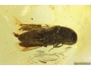 Click Beetle Elateroidea. Fossil insect in Baltic amber #15310