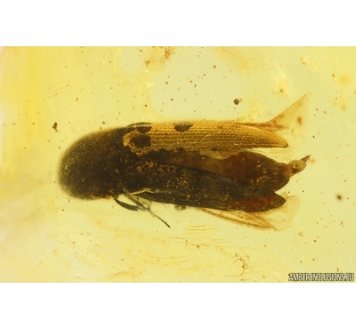 Click Beetle Elateroidea. Fossil insect in Baltic amber #15310