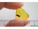 Click Beetle Elateroidea. Fossil insect in Baltic amber #15310