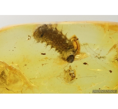 Checkered beetle larva Cleridae in Spider web.  Fossil insect Baltic amber #15311