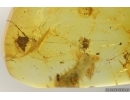 Checkered beetle larva Cleridae in Spider web.  Fossil insect Baltic amber #15311