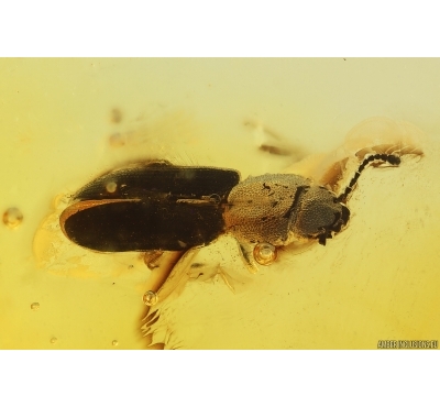 Rare Silvanid Flat Bark Beetle Silvanidae. Fossil insect Baltic amber #15311