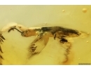 Rare Silvanid Flat Bark Beetle Silvanidae. Fossil insect Baltic amber #15311