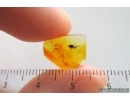 Rare Silvanid Flat Bark Beetle Silvanidae. Fossil insect Baltic amber #15311