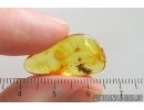 Checkered beetle larva Cleridae in Spider web.  Fossil insect Baltic amber #15311