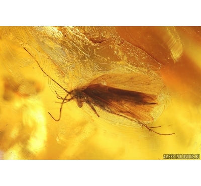 Nice Caddisfly Trichoptera. Fossil insect Baltic amber #15312