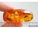 Nice Caddisfly Trichoptera. Fossil insect Baltic amber #15312