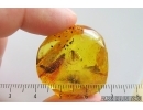 Nice Caddisfly Trichoptera. Fossil insect in Ukrainian Rovno amber #15313R