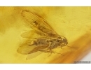 Caddisfly Trichoptera and More. Fossil inclusions in Baltic amber #15315