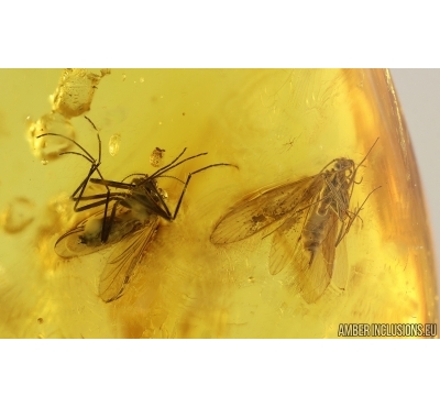 Caddisfly Trichoptera and More. Fossil inclusions in Baltic amber #15315