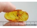 Caddisfly Trichoptera and More. Fossil inclusions in Baltic amber #15315