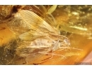 Caddisfly Trichoptera and More. Fossil inclusions in Baltic amber #15315