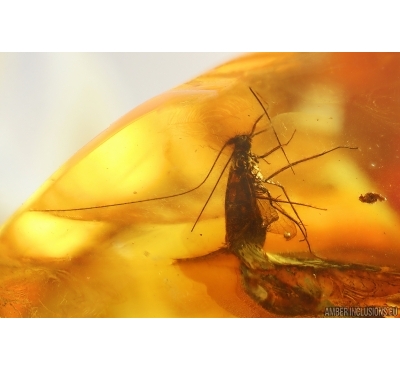 Rare Caddisfly Trichoptera Leptoceridae:Erotesis. Fossil insect in  Baltic amber #15316