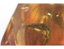 Rare Caddisfly Trichoptera Leptoceridae:Erotesis. Fossil insect in  Baltic amber #15316