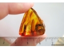 Rare Caddisfly Trichoptera Leptoceridae:Erotesis. Fossil insect in  Baltic amber #15316
