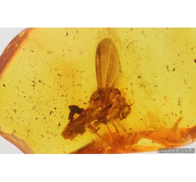 Winged Coccid Coccoidea. Fossil insect in Baltic amber #15317