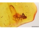Winged Coccid Coccoidea. Fossil insect in Baltic amber #15317